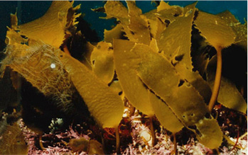 ツルアラメ（海藻）