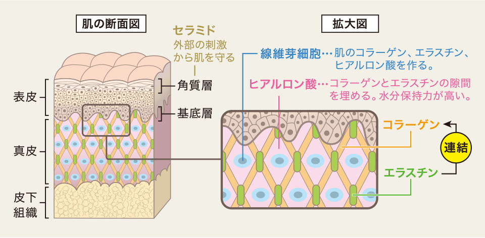 肌には様々な成分が必要